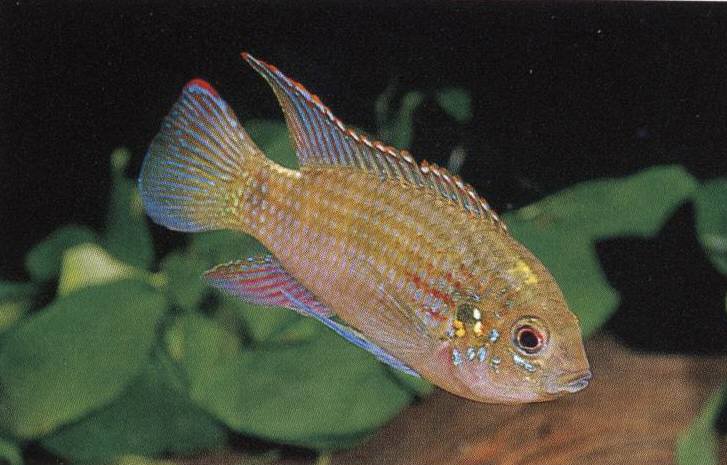 アノマロクロミス トーマシー 熱帯魚 熱帯魚の飼育 育成日記