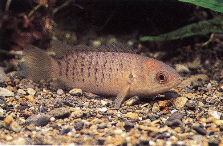 キノボリウオ 熱帯魚 熱帯魚の飼育 育成日記