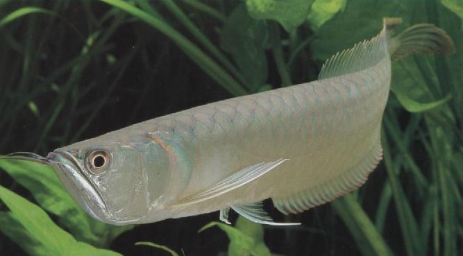 シルバーアロワナ 熱帯魚 熱帯魚の飼育 育成日記