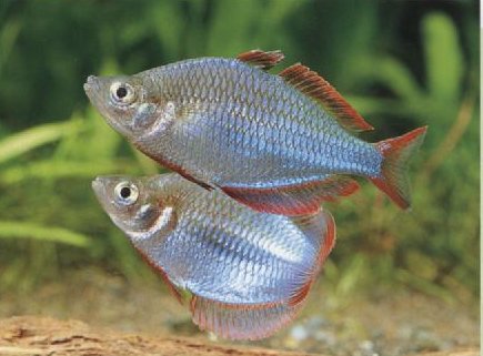 ネオンドワーフレインボー 熱帯魚 熱帯魚の飼育 育成日記