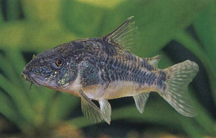 コリドラス パレアトゥス 熱帯魚 熱帯魚の飼育 育成日記